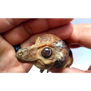 Mô hình PNSO Khủng long Young T-Rex (T-Rex con) có sẵn