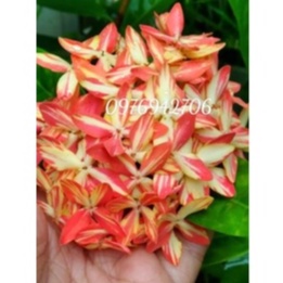 mẫu đơn bông trang đột biến sọc Hậu Giang (giao cây cỡ như hình cuối) -bscc