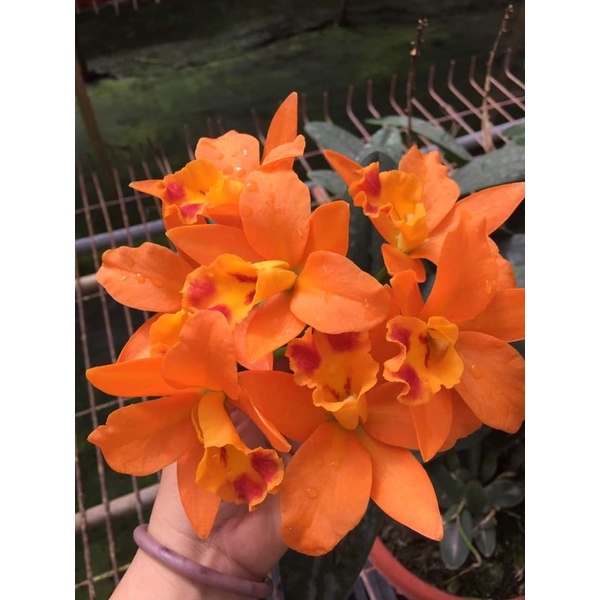 Hoa lan Cattleya mini cánh sáp - hoa màu cam