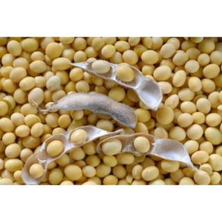 1KG ĐẬU NÀNH sạch hàng chuẩn đẹp làm sữa hạt, làm Đậu hũ , làm sữa đậu nành lá dứa, làm