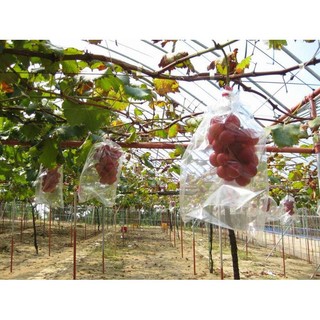 Hạt giống Nho Ruby Roman (Đã ủ kích mầm sẵn tỉ lệ nảy mầm cao) - GÓI HÃNG UY TÍN