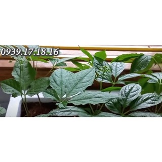 10 Hạt Giống NHân Sâm Hàn Quốc Đã Nứt Nanh