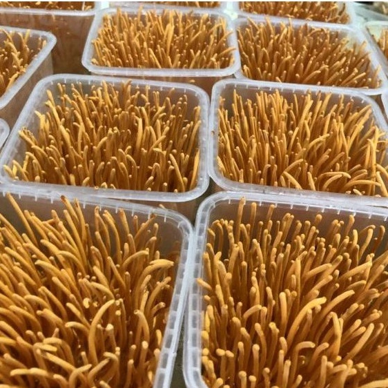Đông trùng hạ thảo tươi khối lượng 180gr