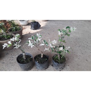 Mai chiếu thủy lá tuyết
