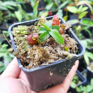 Cây bắt côn trùng, cây nắp ấm gieo hạt