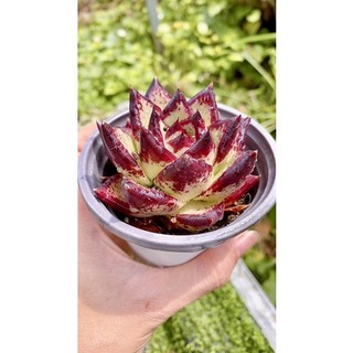 sen đá đế vàng viền đỏ