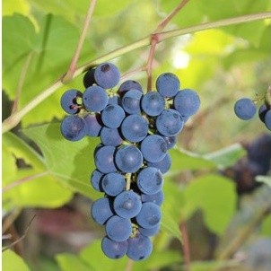 Hạt giống nho Oregon màu sắc đặc biệt siêu ngọt (Đã ủ kích mầm sẵn tỉ lệ nảy mầm cao) - GÓI HÃNG UY TÍN