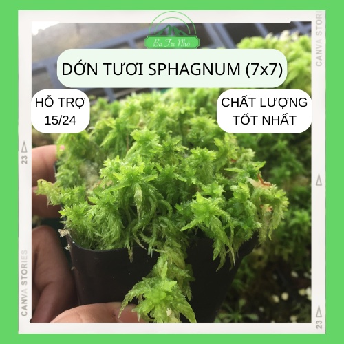 Dớn tươi dớn sống Sphagnum (chậu 7x7) giúp cấp ẩm trong chậu cho cây bắt mồi, trang trí tiểu cảnh... I Ba Tri Nhỏ