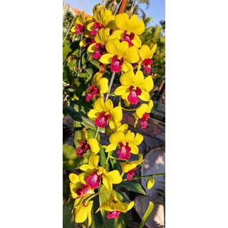 Hoa lan vàng lưỡi đỏ cây trưởng thành gửi nguyên chậu phi 12
