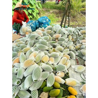 xốp bao trái cây [xốp bọc ổi, xốp bọc táo ] Giá rẻ [ 7 x 15cm]