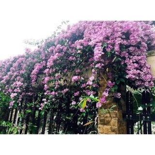 Cây giống hoa lan tỏi(1bầu)