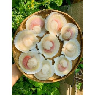 𝐒𝐎̀ Đ𝐈𝐄̣̂𝐏 𝐍𝐔̛̉𝐀 𝐌𝐀̉𝐍𝐇. 1kg. (giao hỏa tốc TPHCM)