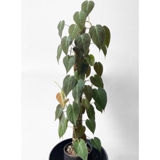 Chậu mềm giống trầu bà Philodendron Micans🍀
