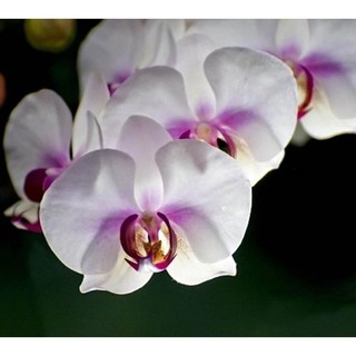 Hạt Giống Hoa Lan Hồ Điệp