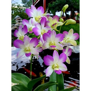 Hoa lan lavender GỬI NGUYÊN CHẬU PHI 12
