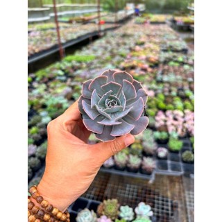  sen đá bắp cải light purple size nhỏ 4-4,5cm đẹp dữ dằn😘 hư 1 đổi 1 