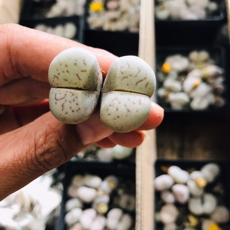 Sen Thạch Lan Dòng Dinterthanus, Lithops Sen Mông 1,5-2cm