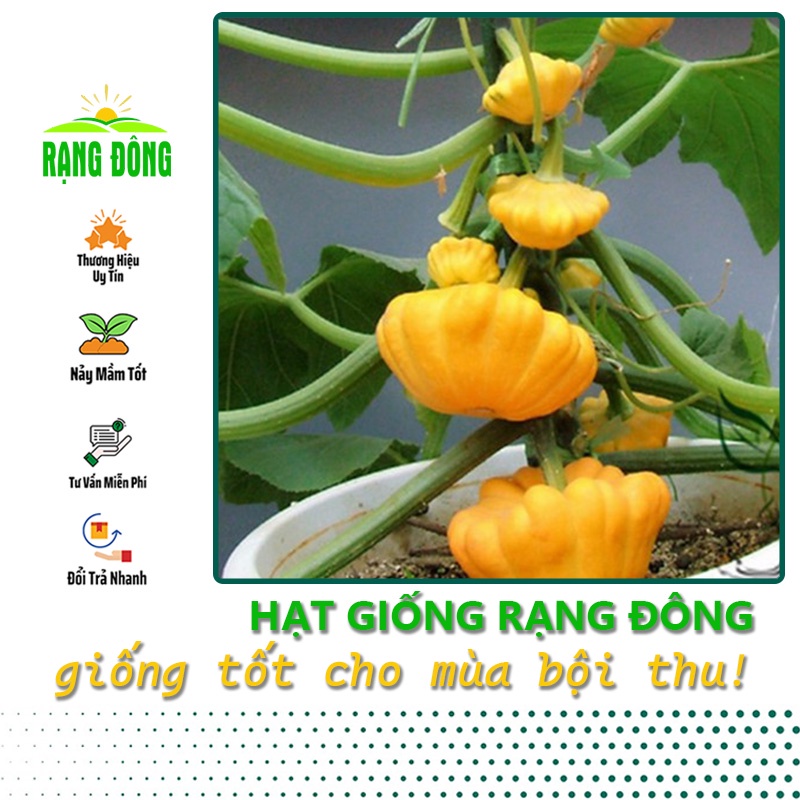 Hạt giống Bí Đĩa Bay Vàng thịt dày, trồng quanh năm, dễ chăm sóc (Gói 1 gr) - Hạt giống Rạng Đông