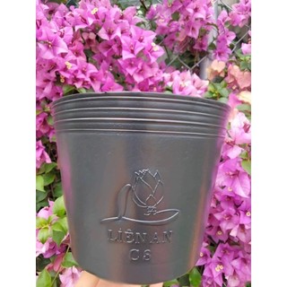 10 cái chậu C8 trồng cây