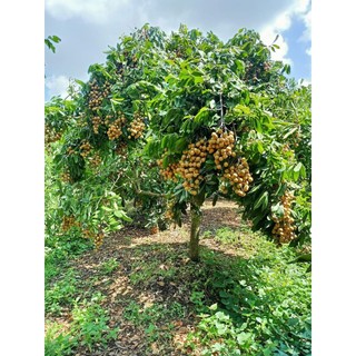 CÂY GIỐNG NHÃN KHÔNG HẠT(CHUẤN GIỒNG NHÃN KO HẠT)