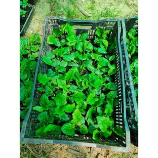 Cây giống hoađồng tiền cao bầu nhỡ