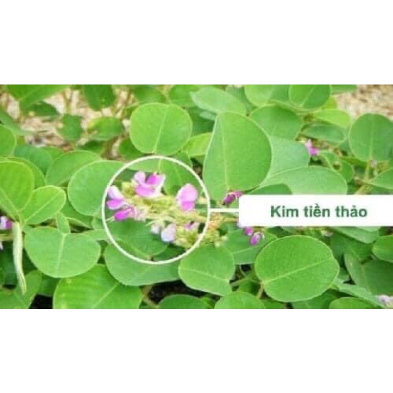 1Kg Kim tiên thảo khô,cực tốt cho người sỏi thận