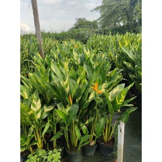 Cây hoa thiên điểu ( lá xọc )
