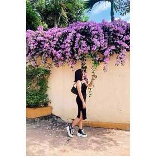Cây giống hoa lan tỏi(1bầu)