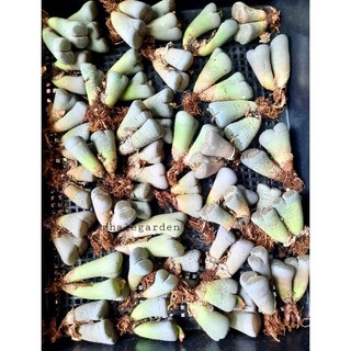 1 cây sen mông đôi/ lithops