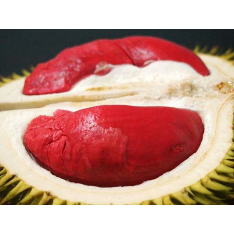 cây sầu riêng ruột đỏ (Chuẩn giống sầu riêng ruột đỏ)