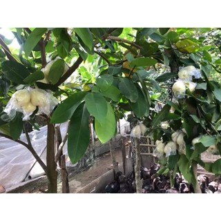 Cây 🌲 Mận trắng sữa ( ngon giòn)☆☆☆☆☆