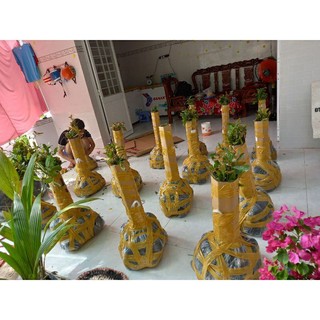hồng xiêm xoài( sapochê)