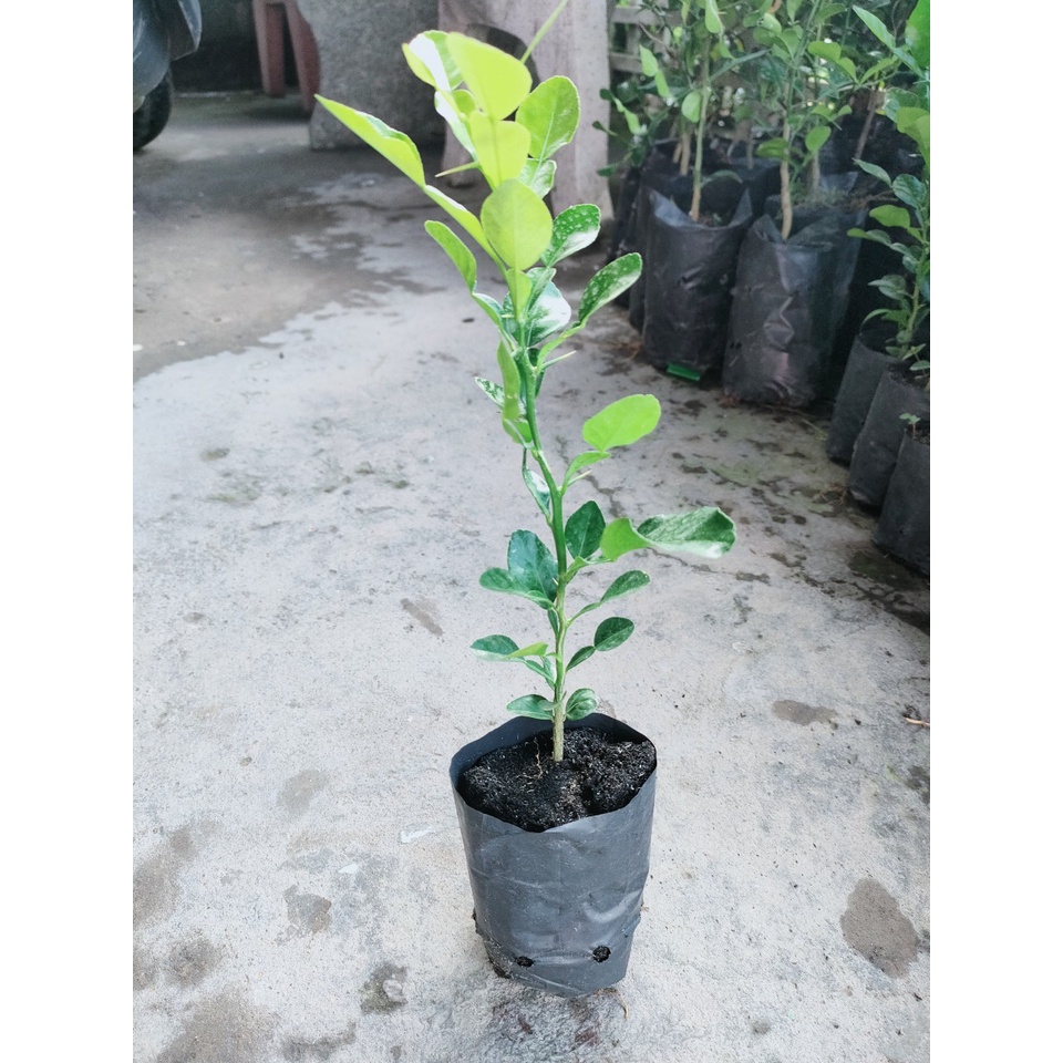 Cây chanh thái. cây chúc,cây lá số 8 giá 20k/cây