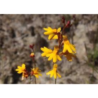 cỏ giấy chrysantha, utricularia chrysantha