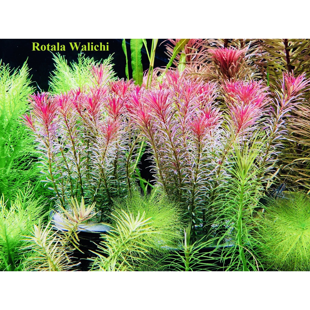 Cây Thủy Sinh Rotala Wallichii - Trồng trung hoặc hậu cảnh cho hồ thủy sinh, hồ cá