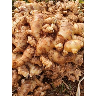 1 KG CỦ GỪNG TƯƠI