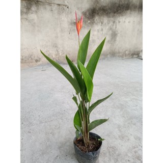 Cây chuối mỏ két hoa đỏ (chỉ giao hỏa tốc HCM)