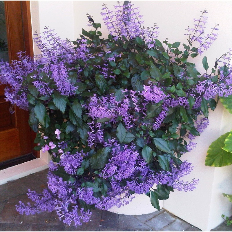 Plectranthus ‘Mona lavender’ / oải hương NPhi