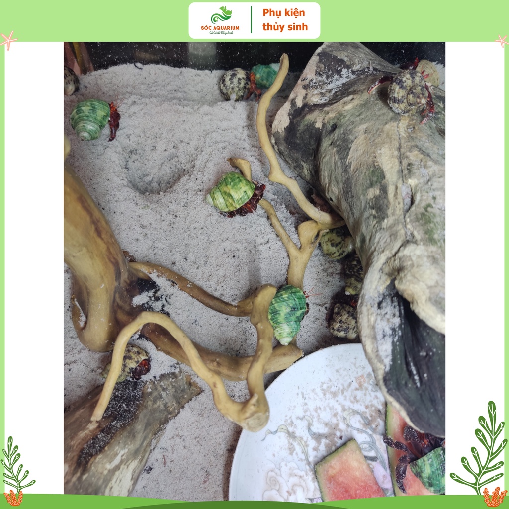 Lũa Đỗ Quyên Loại Ngắn, Lũa Gồm Nhiều Kích Thước, Hình Dáng