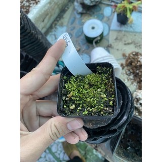 cỏ giấy livida, utricularia livida