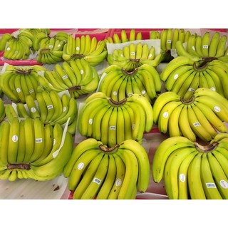 CÂY GIỐNG CHUỐI LABA [CHUẨN GIỐNG F1 CẤY MÔ ].