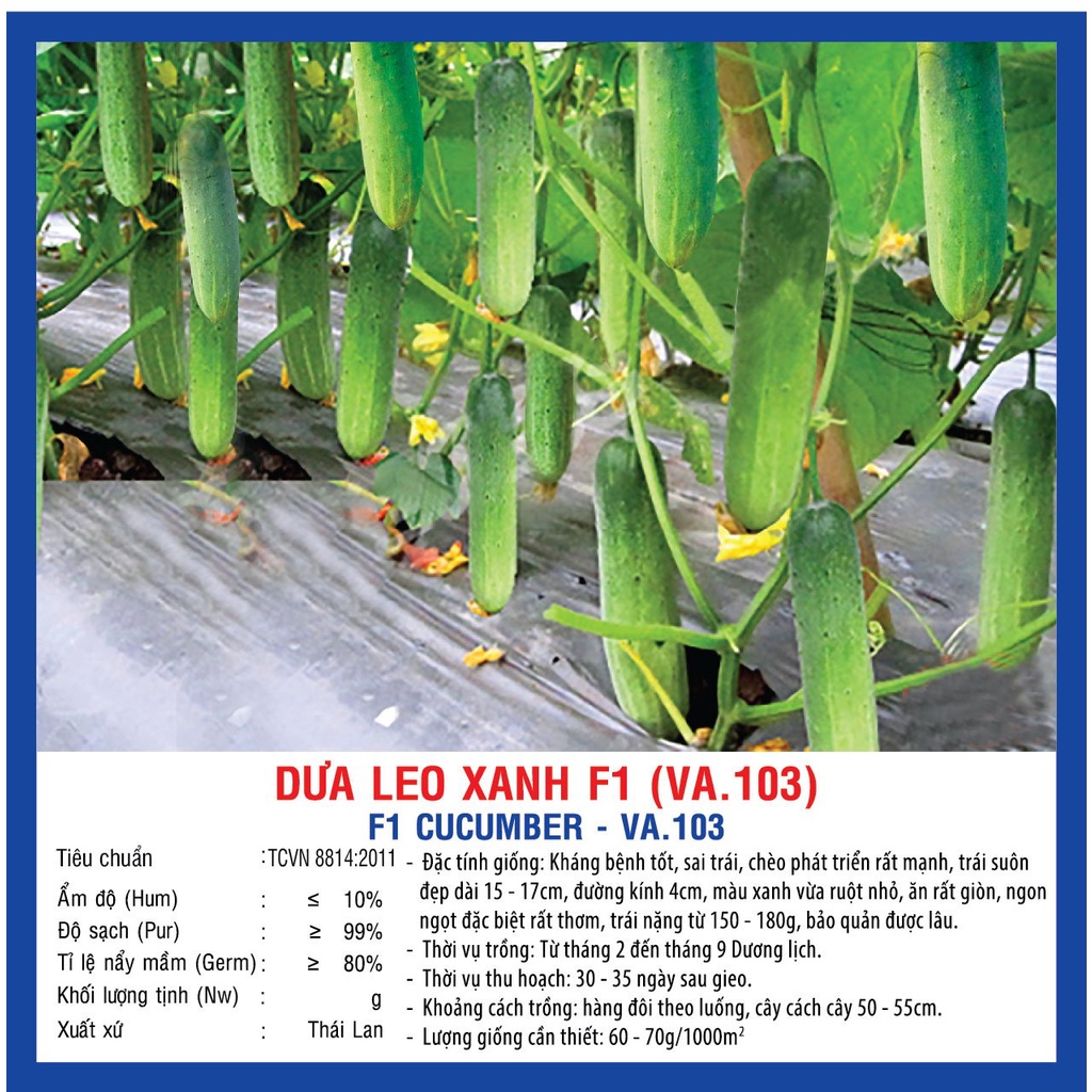 Hạt giống dua leo xanh F1  chịu nhiệt