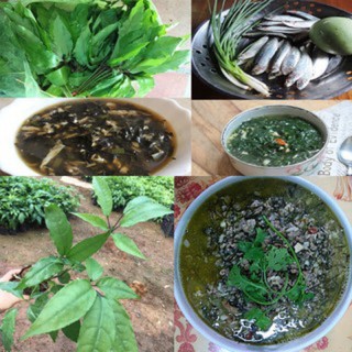 [ FRRE SHIP ] Lá Đắng Rừng Lai Châu ( lá cơm kìa ) (Lá dạ dày )