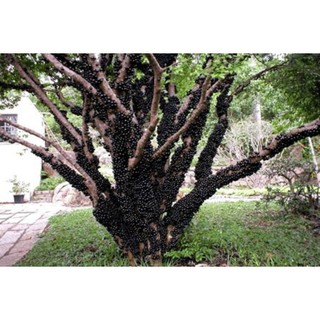 Hạt Giống Nho Thân Gỗ (Đã ủ kích mầm sẵn tỉ lệ nảy mầm cao) - GÓI HÃNG UY TÍN