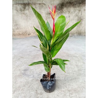 Cây chuối mỏ két cẩm thạch 40-50cm
