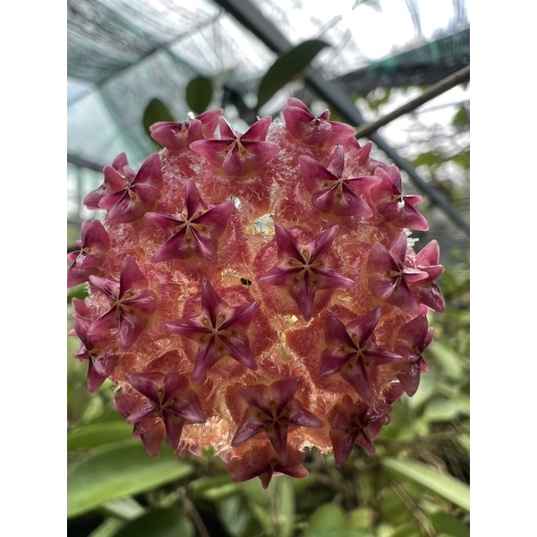 Hoa Cẩm cù - hoya Mindorensis pink nhiều kích thước, hoa đẹp, siêng hoa, dễ trồng