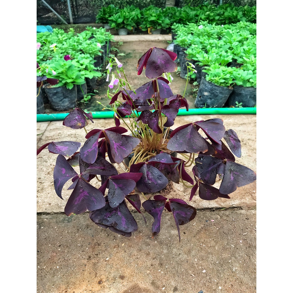 Cây bướm đêm     cây sum suê bắt mắt dễ chăm sóc, thích hợp trang trí cảnh quan