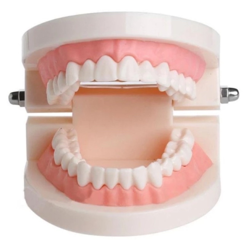 MÔ HÌNH HÀM RĂNG GIẢ CAO CẤP Dạy bé đánh răng đúng cách - thực hành cuộc sống