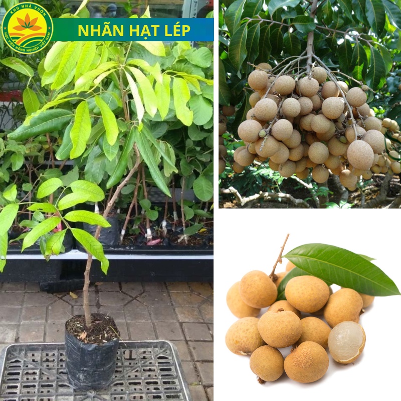 Cây giống Nhãn hạt lép, giống cây nhập khẩu thế hệ mới, quả to, mọng nước, cây giống khỏe, ít sâu bệnh