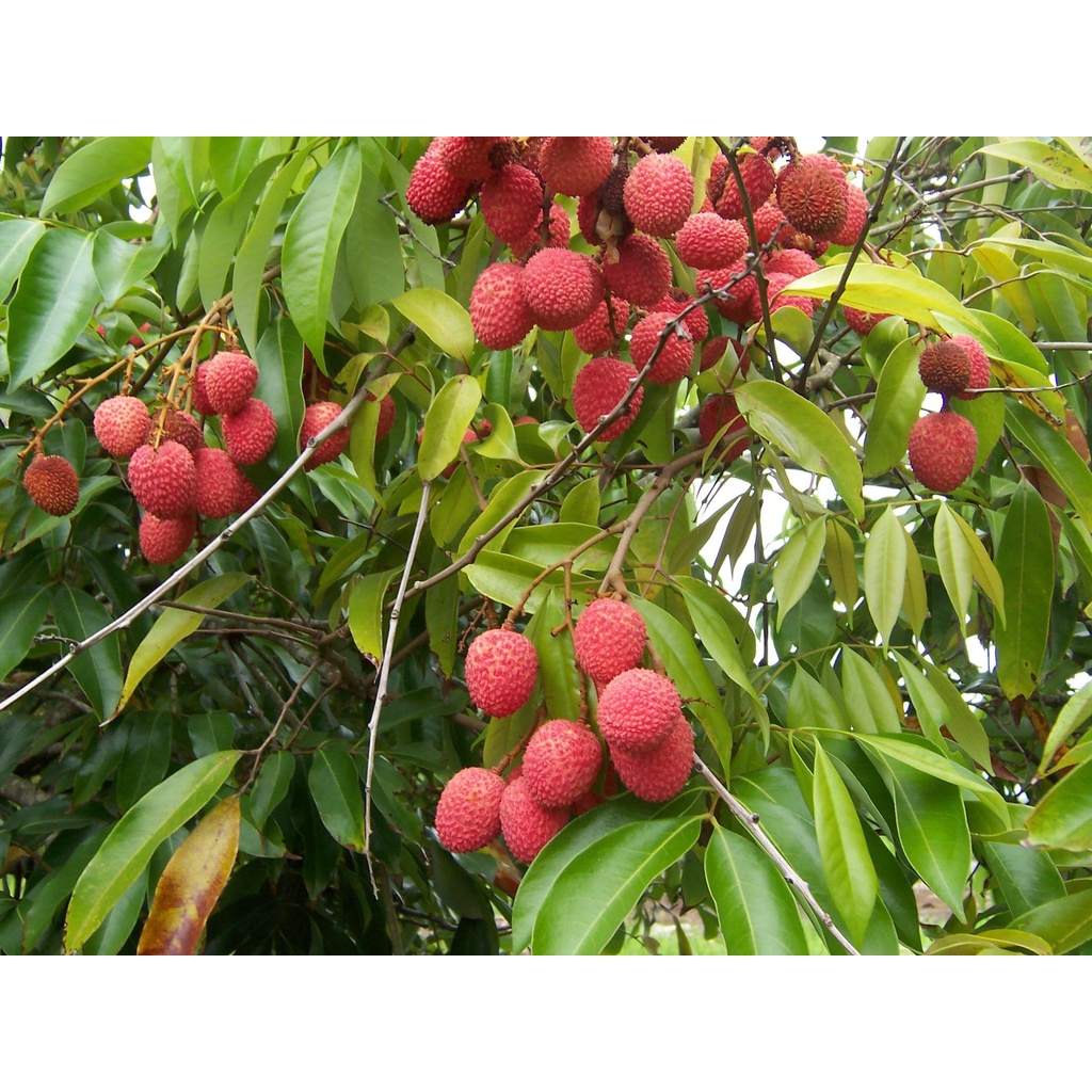 CÂY GIỐNG VẢI THIỀU - SIÊU TRÁI, SIÊU NGỌT